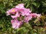 lysiane:plantes_du_jardin:roses:p1230892_lavender_dream.jpg