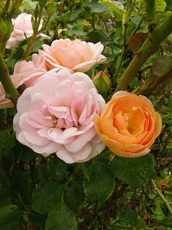 p1240097_bord_nacree.jpg