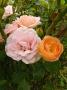 lysiane:plantes_du_jardin:roses:p1240097_bord_nacree.jpg