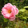 p1240214_milrose.jpg