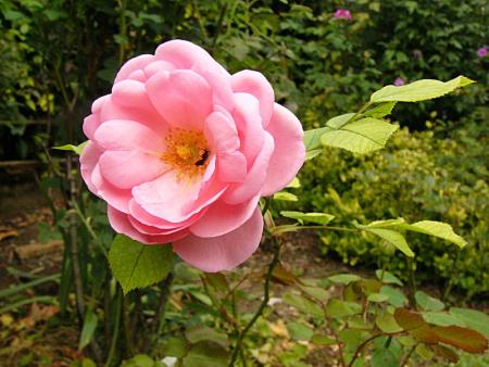 p1240214_milrose.jpg
