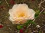 lysiane:plantes_du_jardin:roses:p1240227_first_k.jpg