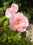 lysiane:plantes_du_jardin:roses:p1240247_k_morley.jpg