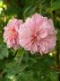 lysiane:plantes_du_jardin:roses:p1240279_domaine_de_c.jpg