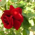 p1240305_red_p.jpg