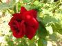 lysiane:plantes_du_jardin:roses:p1240305_red_p.jpg