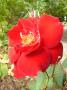 lysiane:plantes_du_jardin:roses:p1240351_soir_d_ete.jpg