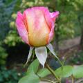 p1240462_roxane.jpg