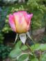 lysiane:plantes_du_jardin:roses:p1240462_roxane.jpg