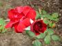 lysiane:plantes_du_jardin:roses:p1240507_soir_ete.jpg