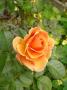 lysiane:plantes_du_jardin:roses:p1240557_martin_s.jpg