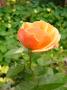 lysiane:plantes_du_jardin:roses:p1240559_martin_s.jpg