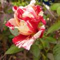 p1240590_scent.jpg