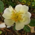 p1240604_pyrenee.jpg