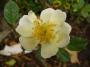 lysiane:plantes_du_jardin:roses:p1240604_pyrenee.jpg