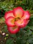 lysiane:plantes_du_jardin:roses:p1240620_b_b.jpg