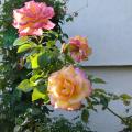 p1240698_roxane.jpg