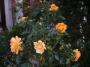 lysiane:plantes_du_jardin:roses:p1240721.jpg