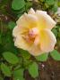 lysiane:plantes_du_jardin:roses:p1240844.jpg