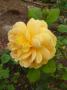 lysiane:plantes_du_jardin:roses:p1240854_golden_c.jpg