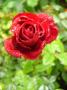 lysiane:plantes_du_jardin:roses:p1240909_mini_sans_nom.jpg
