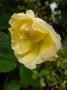 lysiane:plantes_du_jardin:roses:p1240911_mini_sans_nom.jpg