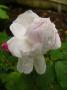 lysiane:plantes_du_jardin:roses:p1240929.jpg