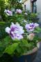 lysiane:plantes_du_jardin:roses:p1250005.jpg