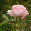 p1250023_s_cecillia.jpg
