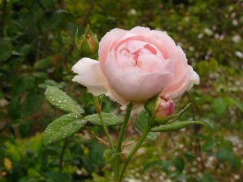 p1250023_s_cecillia.jpg