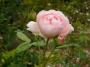 lysiane:plantes_du_jardin:roses:p1250023_s_cecillia.jpg