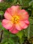 lysiane:plantes_du_jardin:roses:p1250054_yann_a_b.jpg