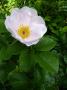 lysiane:plantes_du_jardin:roses:p1250163.jpg