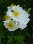 lysiane:plantes_du_jardin:roses:p1250170.jpg