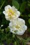 lysiane:plantes_du_jardin:roses:p1250179.jpg