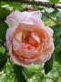 lysiane:plantes_du_jardin:roses:p1250201.jpg