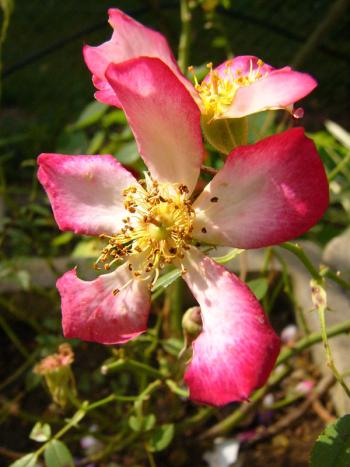 p1250207_star_p.jpg