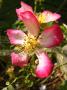 lysiane:plantes_du_jardin:roses:p1250207_star_p.jpg