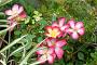 lysiane:plantes_du_jardin:roses:p1250218.jpg