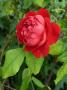 lysiane:plantes_du_jardin:roses:p1250224.jpg