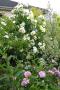 lysiane:plantes_du_jardin:roses:p1250235.jpg