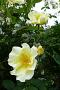 lysiane:plantes_du_jardin:roses:p1250242a.jpg