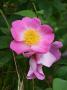 lysiane:plantes_du_jardin:roses:p1250247.jpg