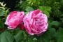 lysiane:plantes_du_jardin:roses:p1250262.jpg