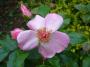 lysiane:plantes_du_jardin:roses:p1250341_astr.jpg