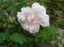 lysiane:plantes_du_jardin:roses:p1250348_stanw_p.jpg