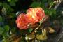 lysiane:plantes_du_jardin:roses:p1250396.jpg