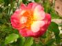 lysiane:plantes_du_jardin:roses:p1250493_leonie_l.jpg