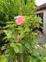 lysiane:plantes_du_jardin:roses:p1250582_vent_ete.jpg