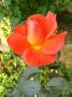 lysiane:plantes_du_jardin:roses:p1250613_daniel_gelin.jpg